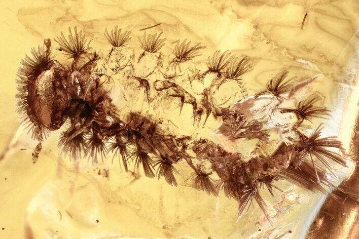Detailed Fossil Soft Millipede (Polyxenidae) in Baltic Amber #343376